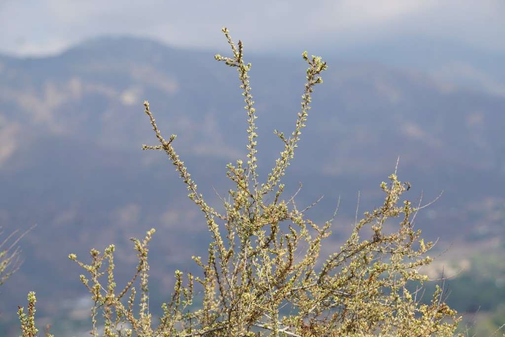 Grape Ave Trail | Grape Ave Trail, Yucaipa, CA 92399, USA