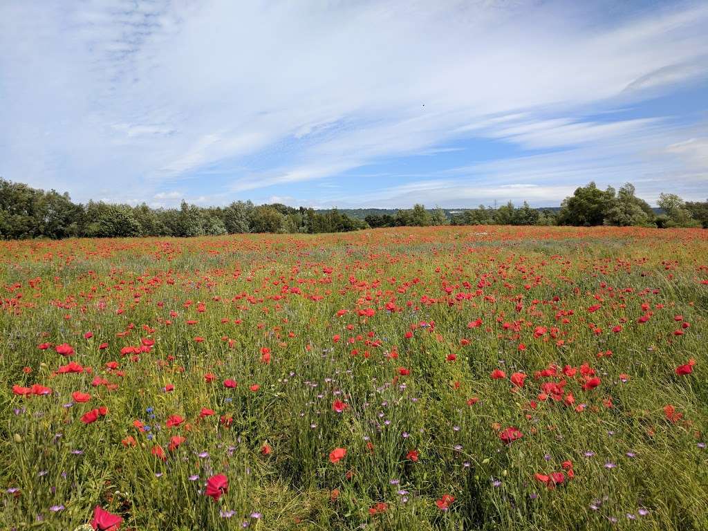 Leybourne Lakes Country Park | Leybourne ME20 6AA, UK | Phone: 01634 243397