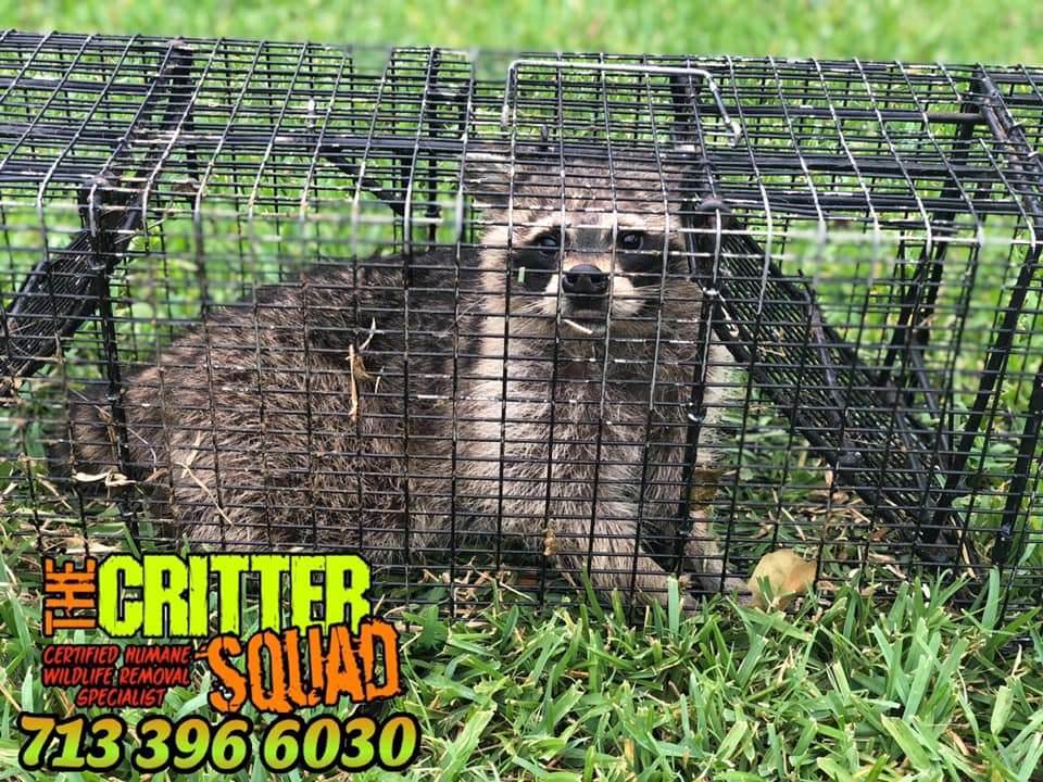 The Critter Squad Inc | 2811 County Rd 163, Alvin, TX 77511, USA | Phone: (281) 849-6008