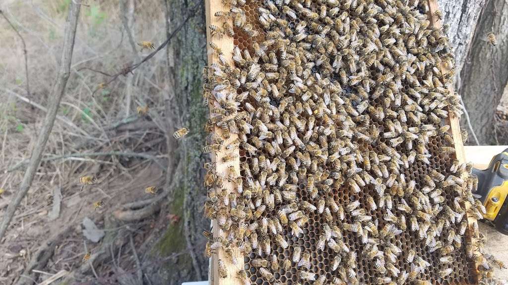 Honey Bee Rescue & Swarm Removal | 10656 Keysville Rd, Emmitsburg, MD 21727, USA | Phone: (301) 748-8372