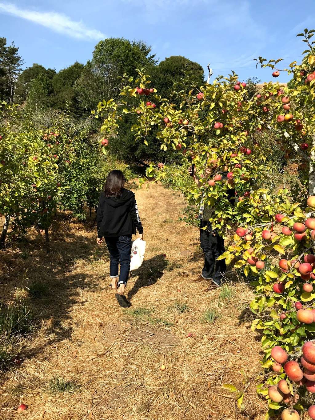 Swanton Pacific Ranch U-Pick Apples | 473-475 Swanton Rd, Davenport, CA 95017 | Phone: (831) 458-5410