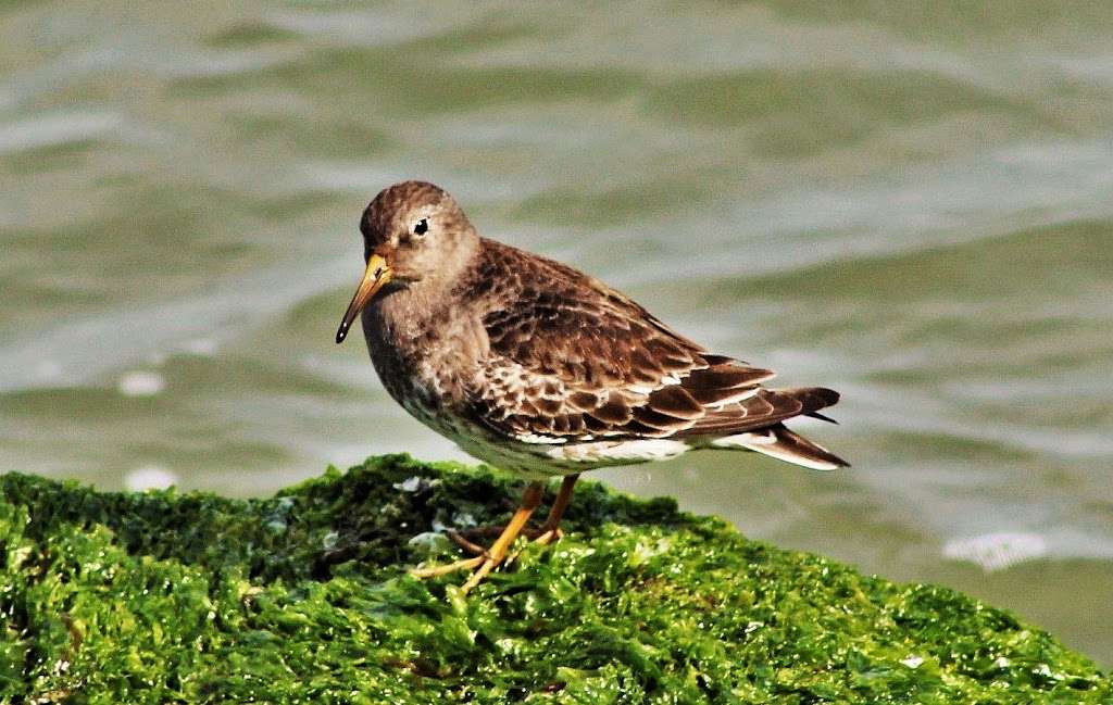 Avalon Seawatch -- Cape May Bird Observatory | 25 9th St, Avalon, NJ 08202, USA