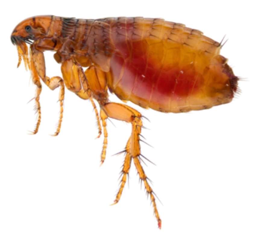 Unique Pest Services Inc | 2988 NW 89th Terrace, Coral Springs, FL 33065, USA | Phone: (954) 642-2385