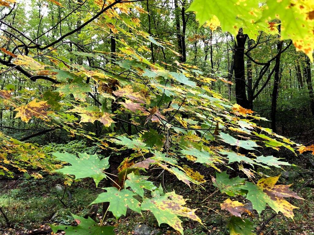 Big Hill & Jackie Jones Mountain trail | Stony Point, NY 10980, USA