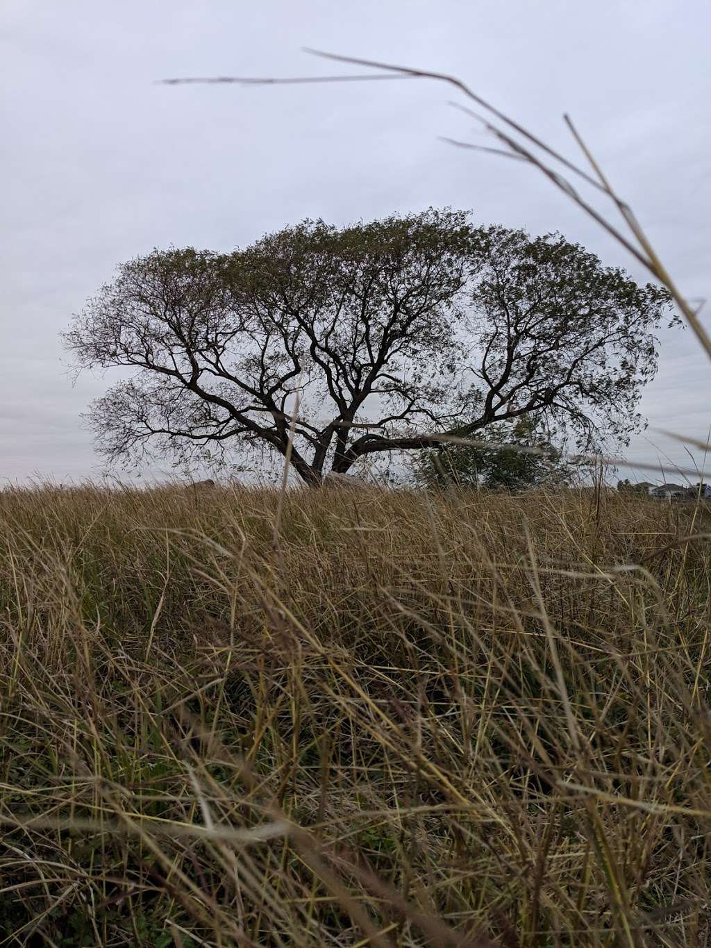 John M. OQuinn Nature Preserve | 2441 Hwy 6, Hitchcock, TX 77563