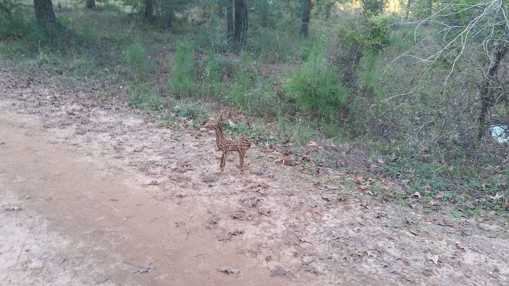 WG Jones State Forest Trail Head | Farm to Market Rd 1488, Conroe, TX 77384