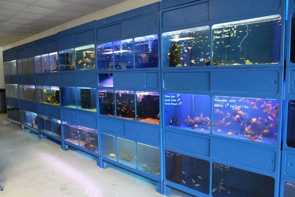 BB Fish and Pets | 9226 Cypress Creek Pkwy, Houston, TX 77070, USA | Phone: (281) 469-3756