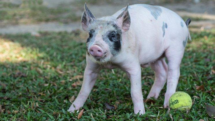 DogWatch of Nashville | 119 Alderwood Ln, Hendersonville, TN 37075, USA | Phone: (615) 599-8364