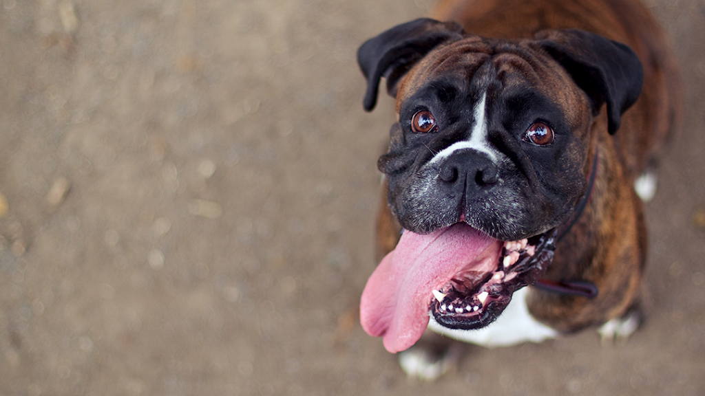 Animal Clinic of Michigan City | 1943 S Woodland Ave, Michigan City, IN 46360, USA | Phone: (219) 879-0249