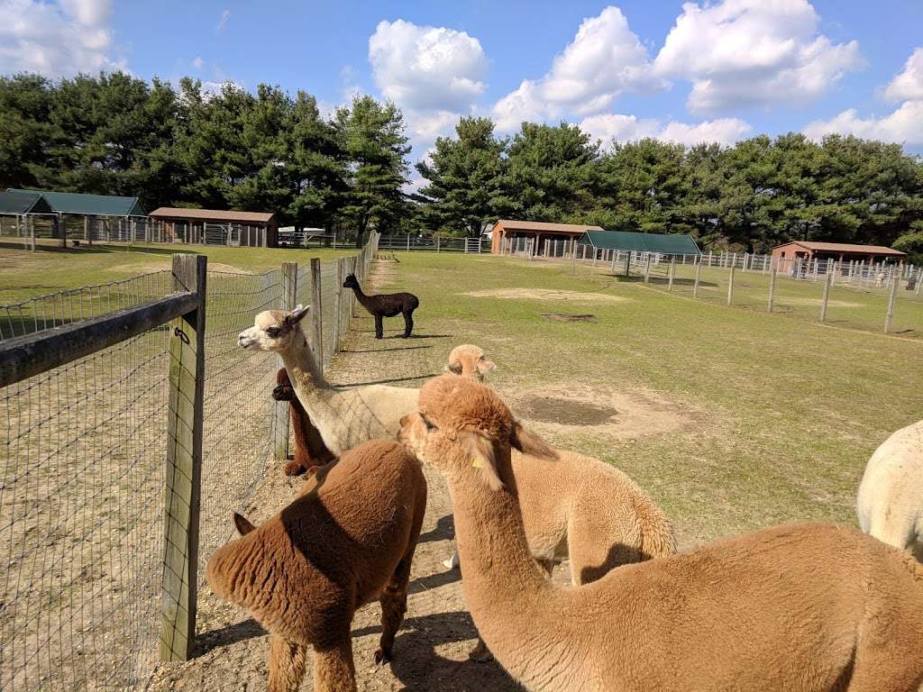 Arrow Acres alpaca farm | 2011 Bentz Rd, Wall Township, NJ 07719 | Phone: (732) 861-1385