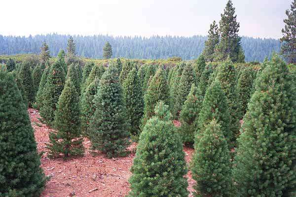 Brents Christmas Trees | 970 Harbor Bay Pkwy, Oakland, CA 94621 | Phone: (510) 635-2773