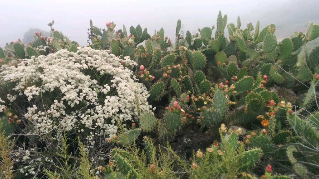 Aliso & Wood Canyons Wilderness Park, Top Of The World Entrance | W Ridge, Laguna Beach, CA 92651 | Phone: (949) 923-2200