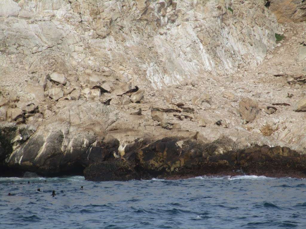 Oceanic Society Whale Watching | 3950 Scott St, San Francisco, CA 94123, USA | Phone: (415) 256-9941