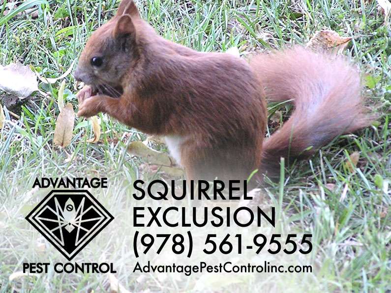 Advantage Pest Control, Inc | 239 Boston St #209, Topsfield, MA 01983 | Phone: (978) 561-9555