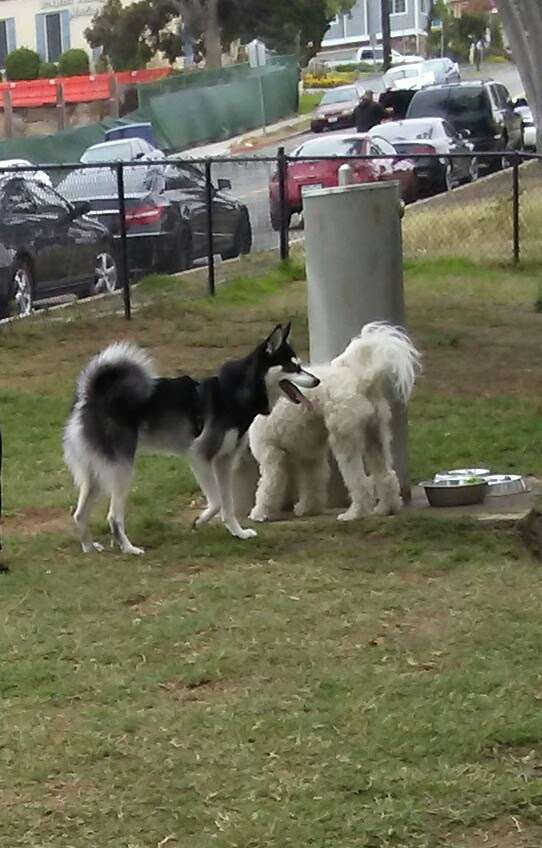 El Segundo Dog Park | E Imperial Ave, El Segundo, CA 90245, USA | Phone: (310) 524-2300