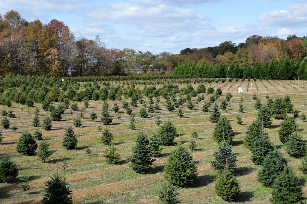Dons Tree Farm - Christmas Hours, Call Ahead for Off Season Vis | 4504, 6396 Hickman Rd, Greenwood, DE 19950 | Phone: (302) 349-0555