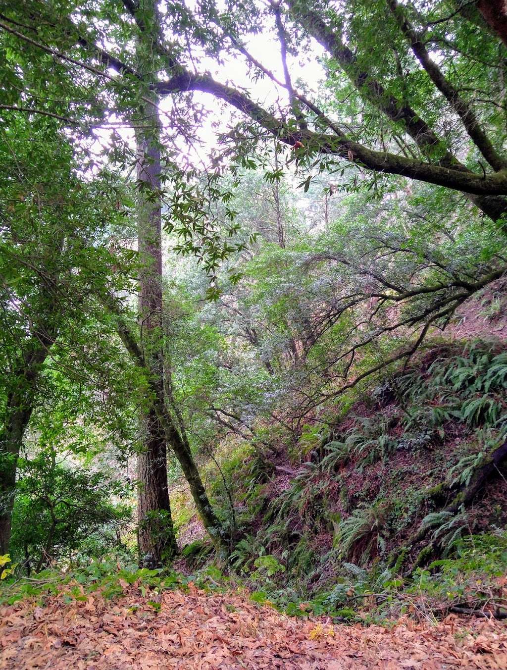 Razorback Ridge Trail | Razorback Ridge Trail, Portola Valley, CA 94028, USA