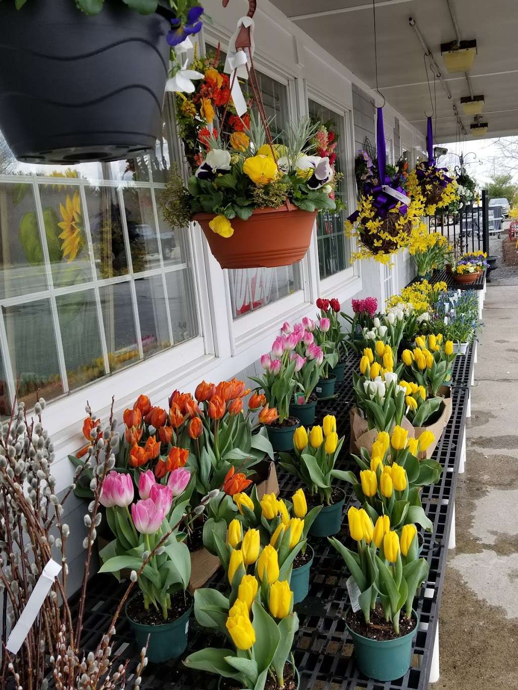 Wolf Hill Garden Center | 88 Elm St, Salisbury, MA 01952, USA | Phone: (978) 465-3542