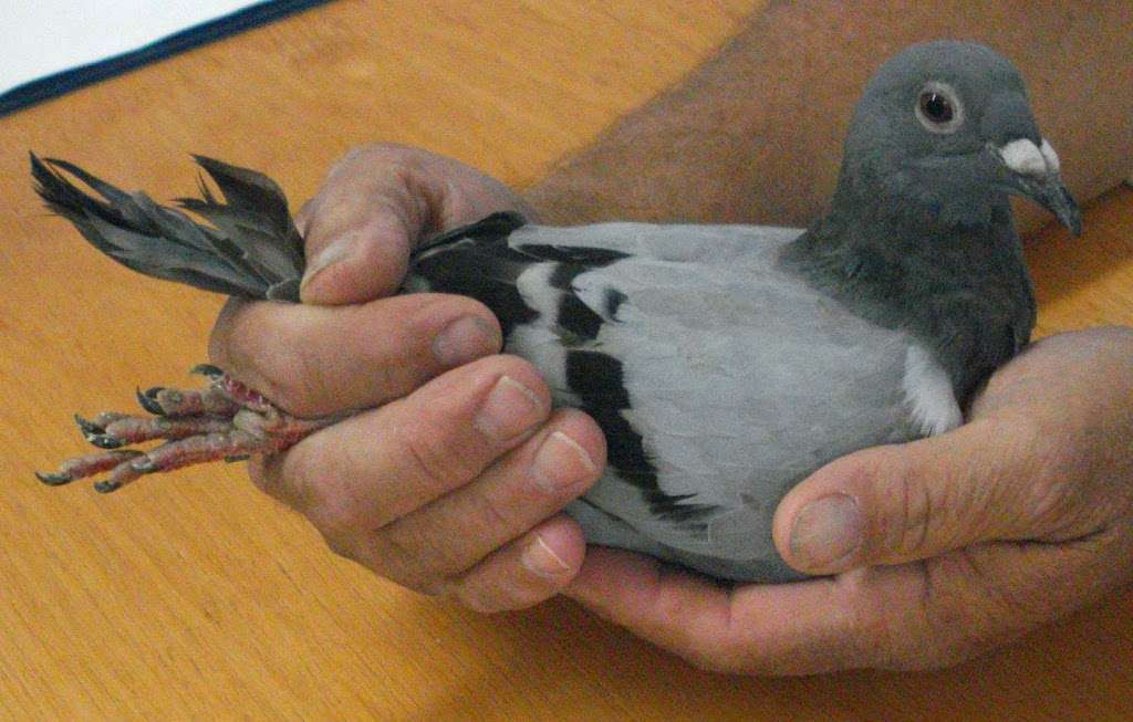 Burge Bird Services | 13833 US-71, Grandview, MO 64030, USA | Phone: (816) 356-4700