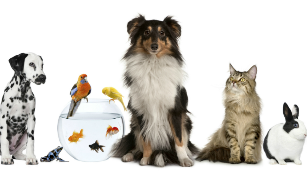 Estes Park Pet Supply | 453 E Wonderview Ave # 4, Estes Park, CO 80517, USA | Phone: (970) 586-8442