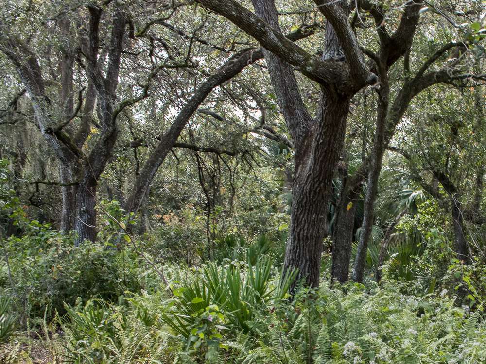 Limestone Creek Natural Area | 6570 Church St, Jupiter, FL 33458, USA