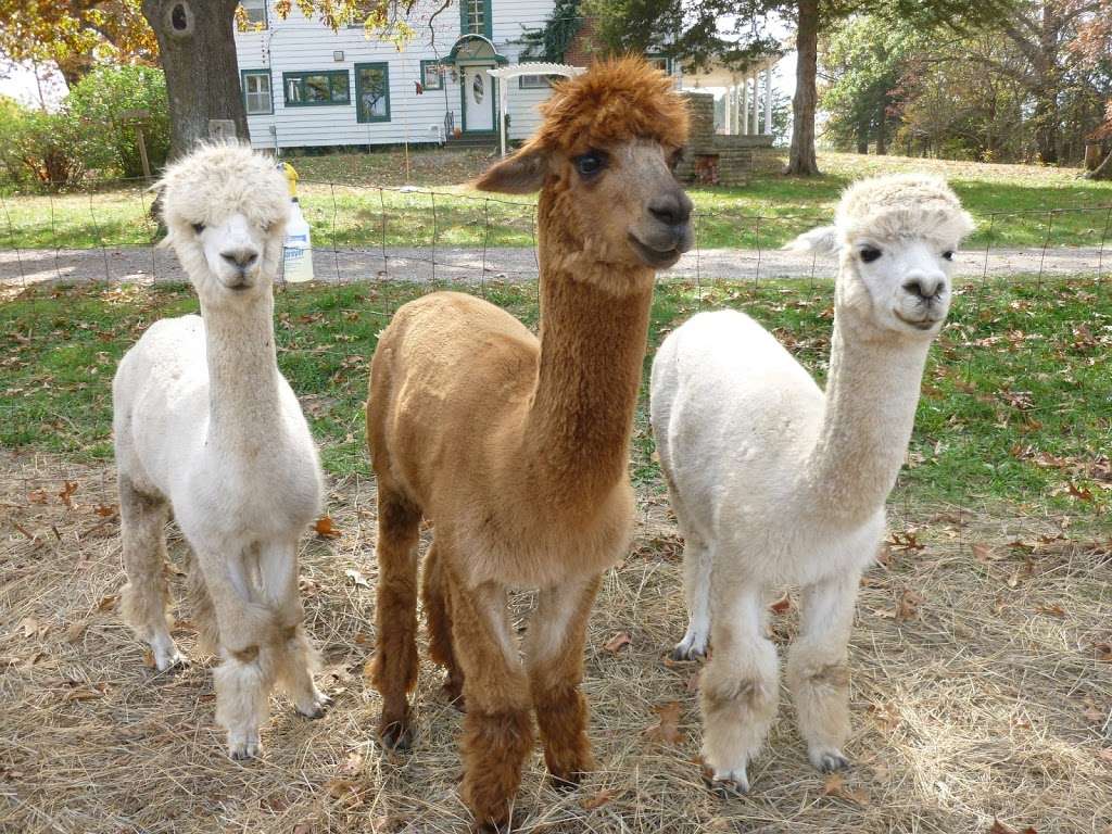 Ad Astra Alpacas | 168 E 1700 Rd, Baldwin City, KS 66006, USA | Phone: (785) 594-6767