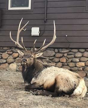 O’Deer Cabin | 347 Virginia Drive, Giant Track Rd, Estes Park, CO 80517, USA | Phone: (970) 586-8166