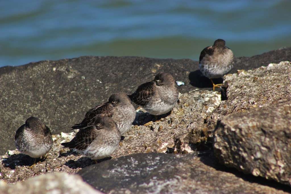 Avalon Seawatch -- Cape May Bird Observatory | 25 9th St, Avalon, NJ 08202, USA