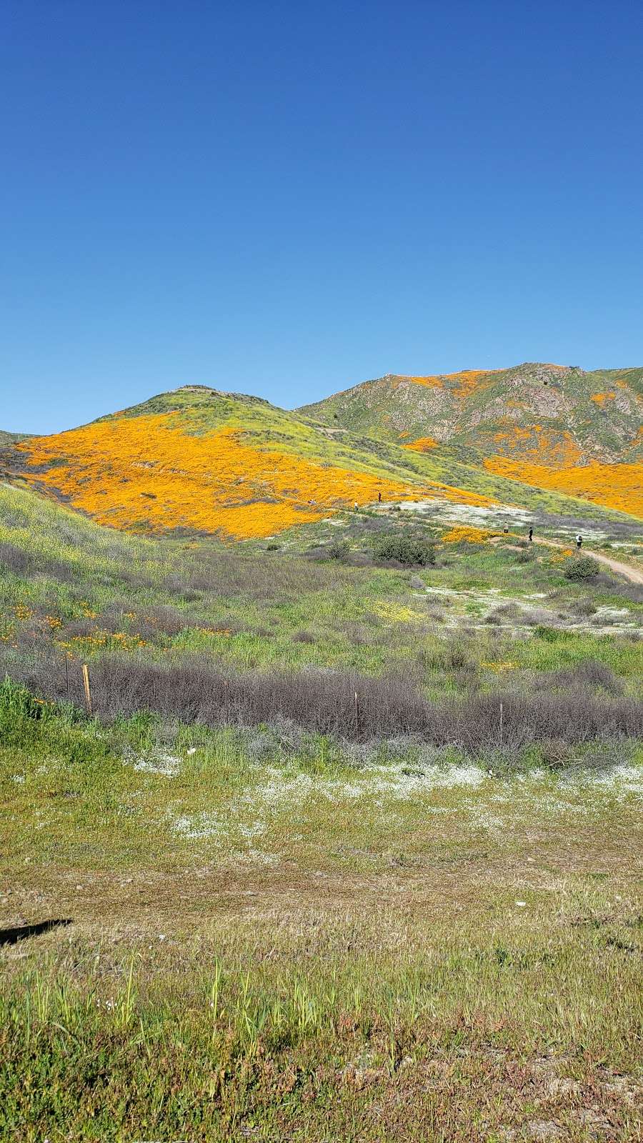 Wildflower Viewing Area | I-15, Lake Elsinore, CA 92532, United States