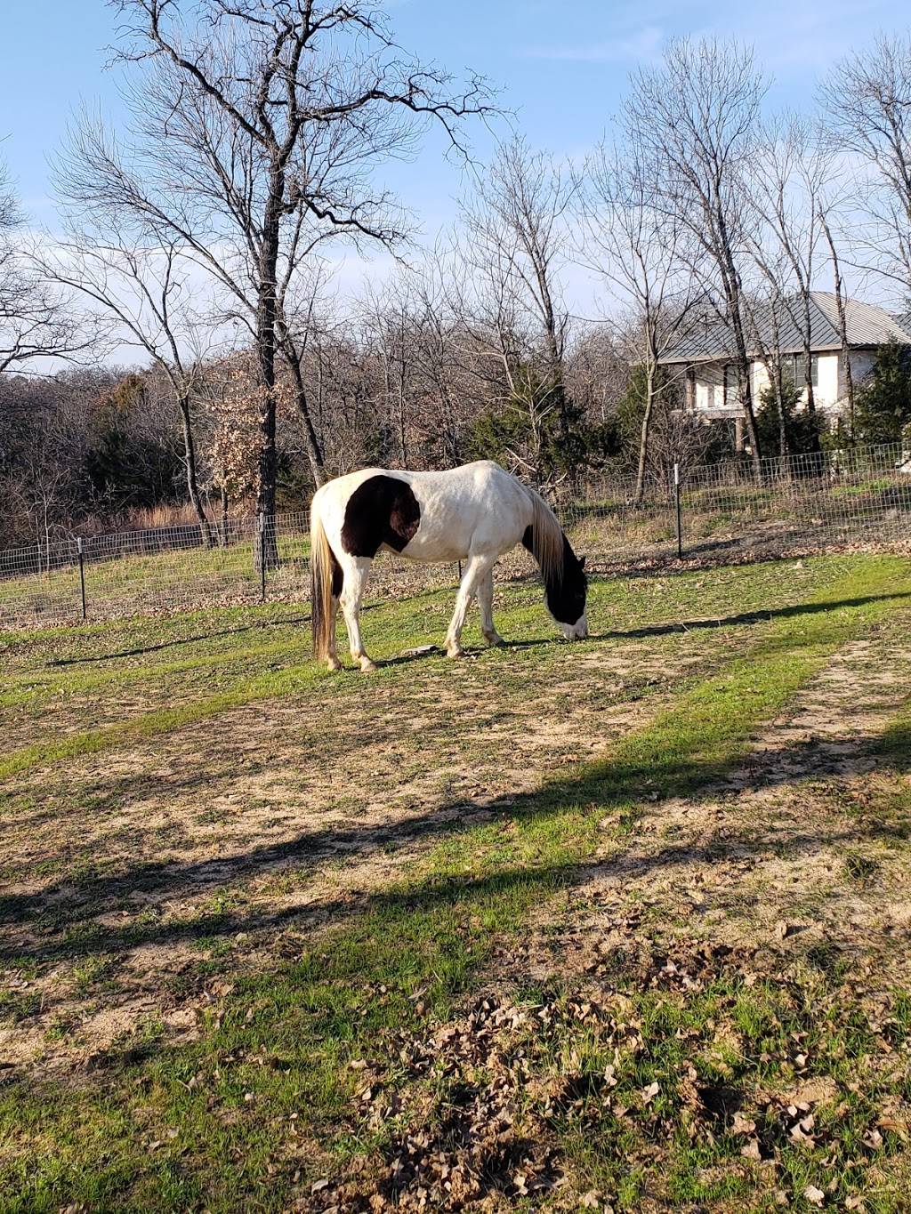 Unbridled Horse Therapy | 1100 Simmons Rd, Flower Mound, TX 75022, USA | Phone: (817) 319-7778