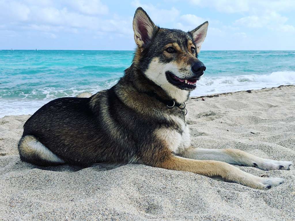 Haulover Beach Dog Park | 10800 Collins Ave, Miami Beach, FL 33154, USA | Phone: (305) 947-3525