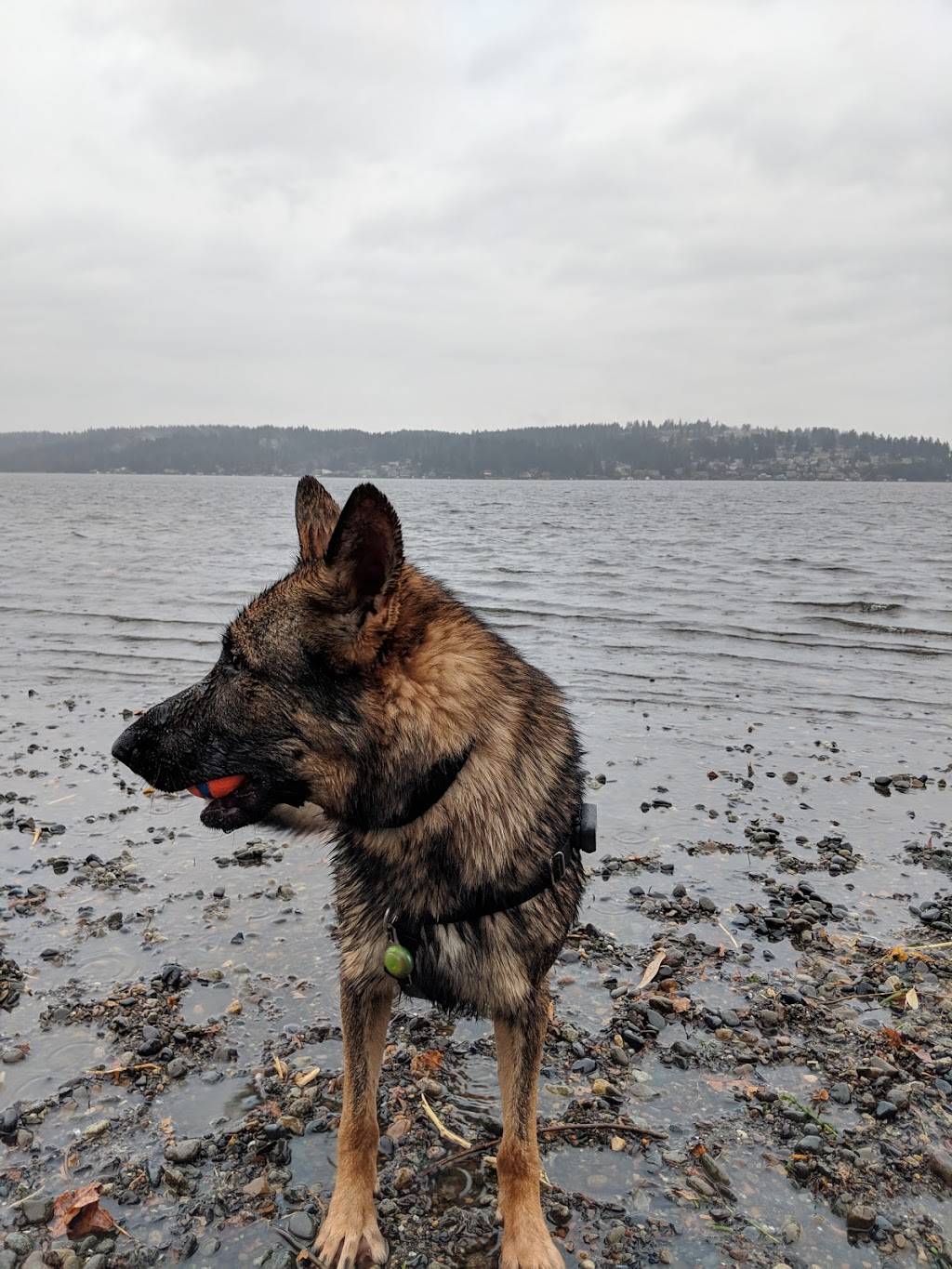 Warren G. Magnuson Park Off Leash Area | 7400 Sand Point Way NE, Seattle, WA 98115, USA | Phone: (206) 684-4075