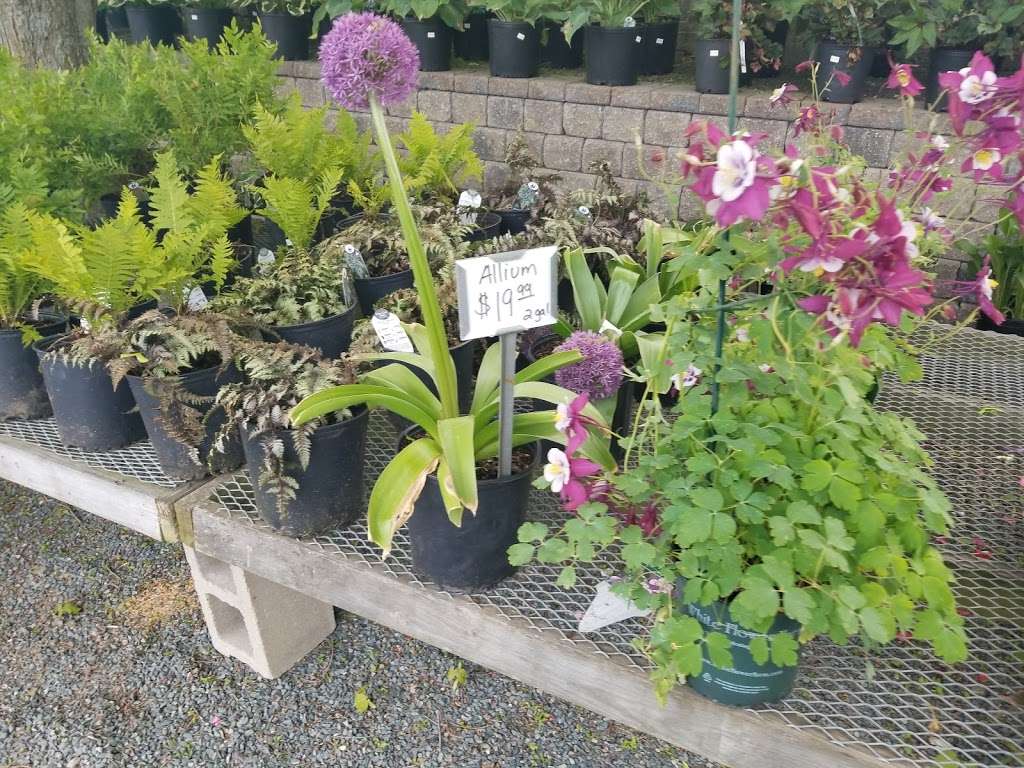 Polillios Garden Center | 1883 Central St, Stoughton, MA 02072 | Phone: (781) 344-2783