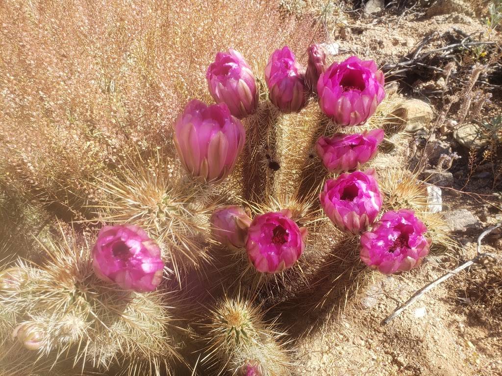 Adero Canyon Trailhead | 14800 N Eagle Ridge Dr, Scottsdale, AZ 85268, USA