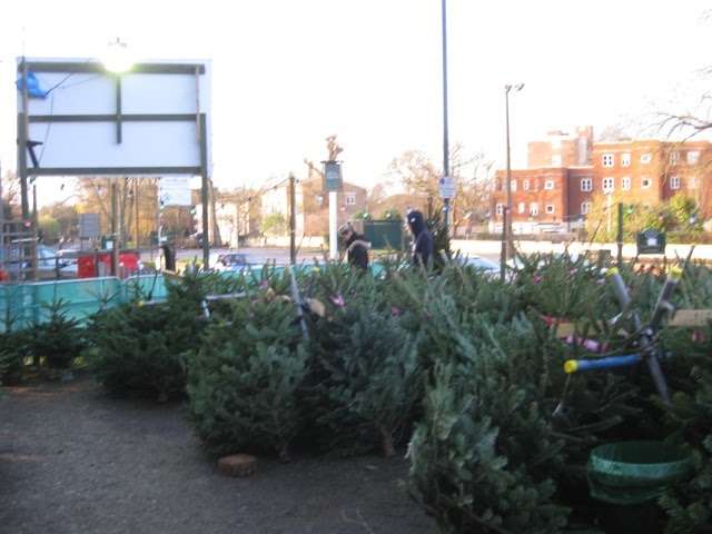 The Christmas Forest | Streatham and Marlborough Cricket Club, Dulwich Common, London SE21 7EX, UK | Phone: 020 3953 8794