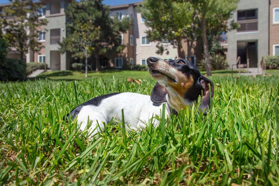 Camden Sierra at Otay Ranch Apartments | 1390 Santa Alicia Ave, Chula Vista, CA 91913, USA | Phone: (619) 934-4000