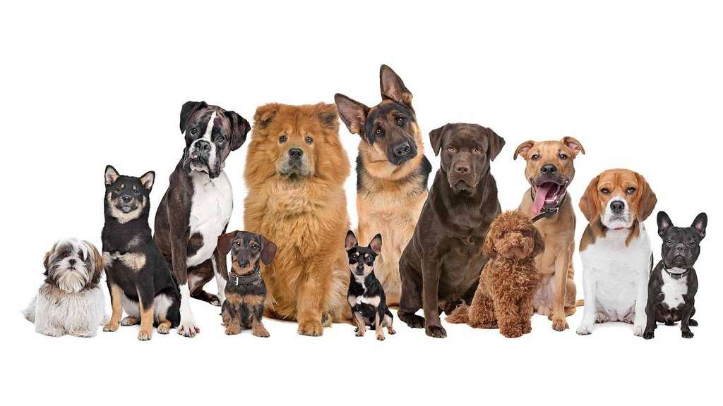 Buddys Doggie Daycare, Grooming & Boarding | 39 Miller St, Norfolk, MA 02056, USA | Phone: (508) 346-3952
