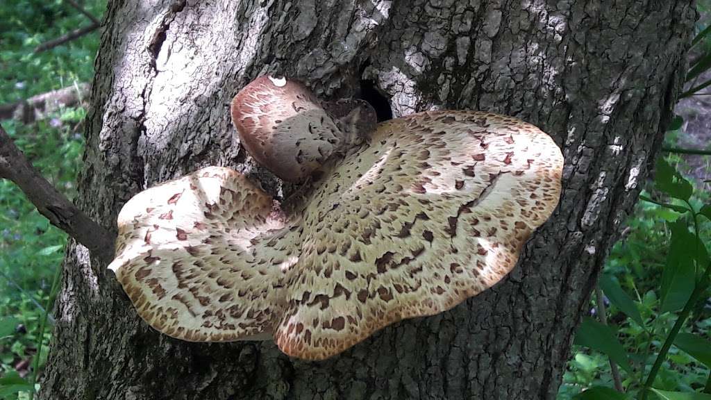 Native Lands Park | 1664 Long Level Rd, Wrightsville, PA 17368, USA | Phone: (717) 840-7440