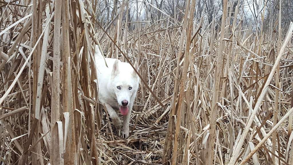 Duck Farm Dog Park | 21201 Grand Ave, Lake Villa, IL 60046, USA | Phone: (847) 367-6640