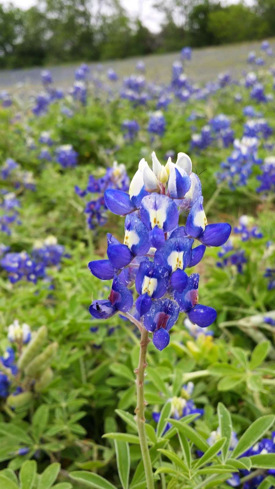 Bluebonnet Field Park | Universal City, TX 78148, USA