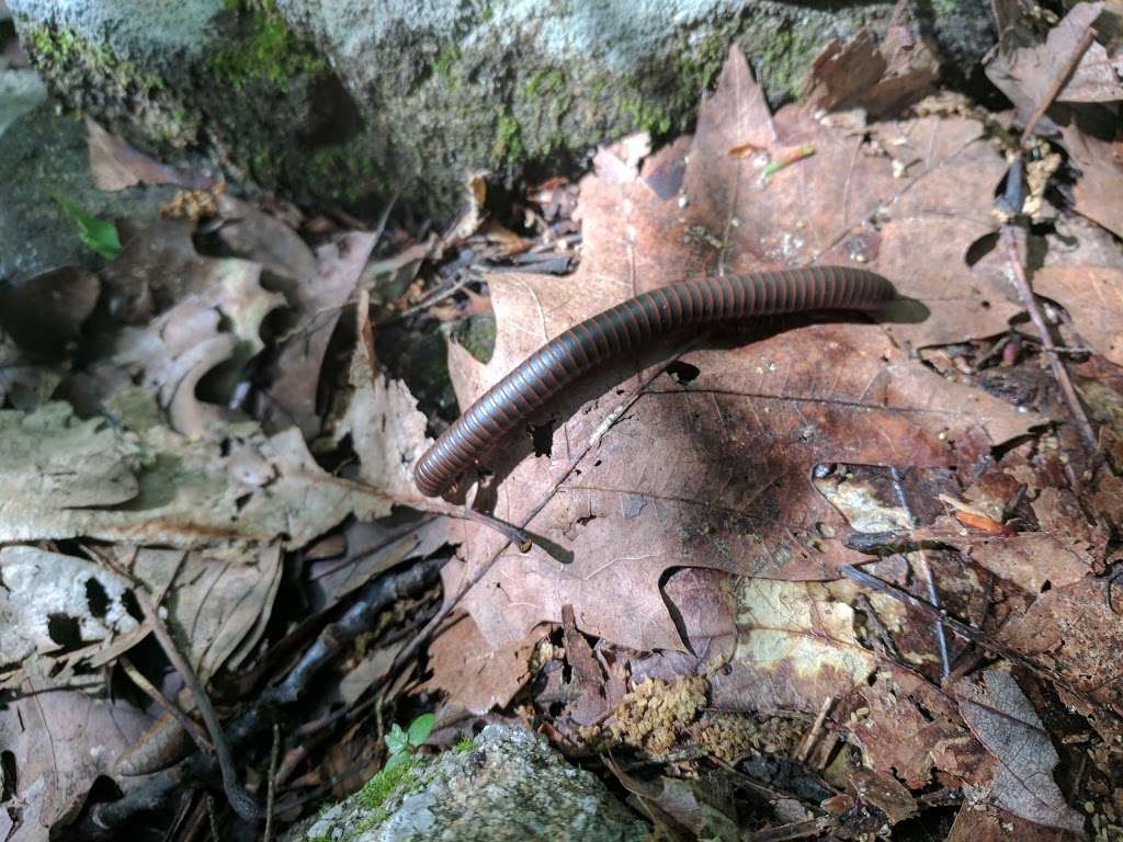 Appalachian Trail | Orange Turnpike, Southfields, NY 10975, USA