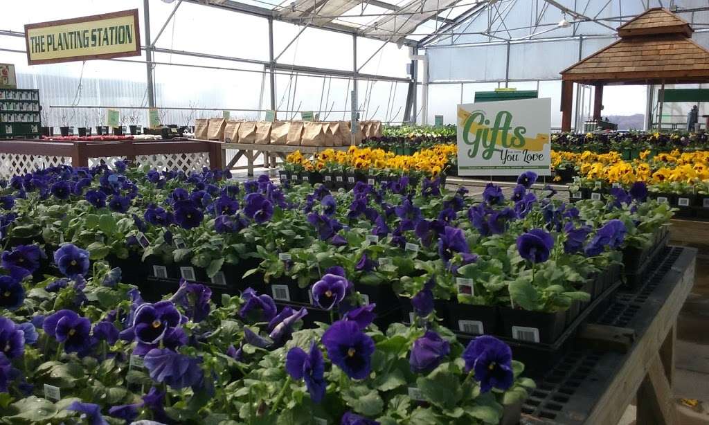 Greeson Greenhouses Retail | 13513 S Sam Moore Rd, Lone Jack, MO 64070, USA | Phone: (816) 697-3057