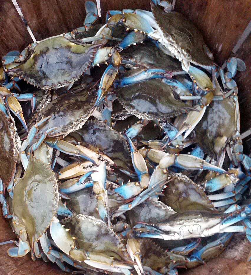 Maryland Crab Boys, LLC | 7158 Brooks Rd, Highland, MD 20777, USA | Phone: (301) 974-7174