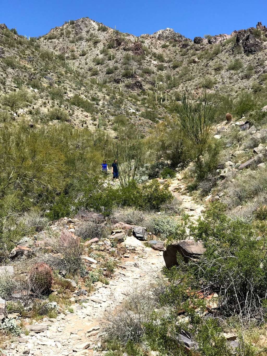 Phoenix Mountains Preserve | 2701 E Squaw Peak Dr, Phoenix, AZ 85028, USA | Phone: (602) 261-8318