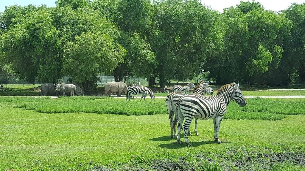 Lion Country Safari | 2003 Lion Country Safari Rd, Loxahatchee, FL 33470, USA | Phone: (561) 793-1084