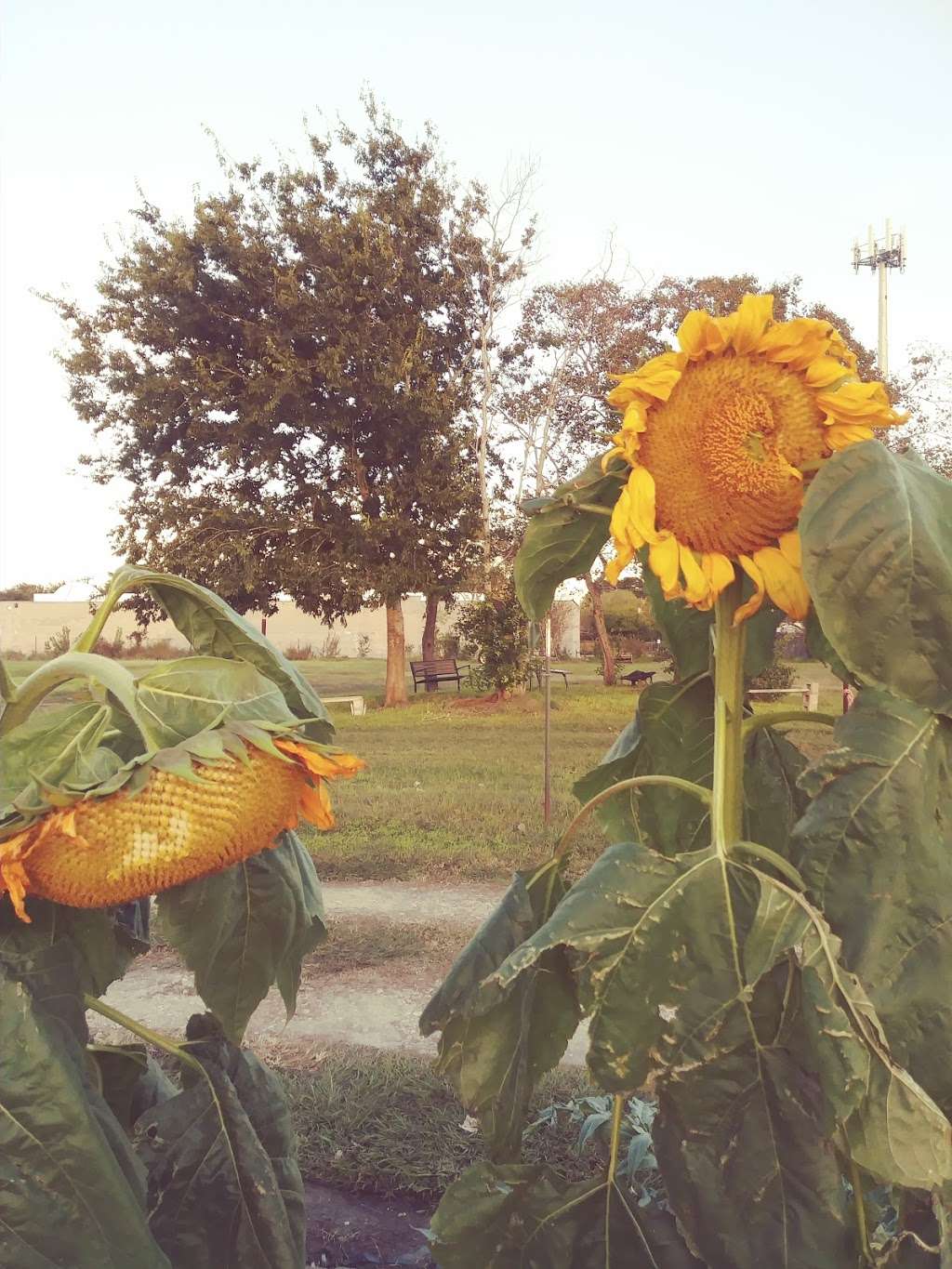 Westbury Community Garden | 12581 Dunlap St, Houston, TX 77035, USA