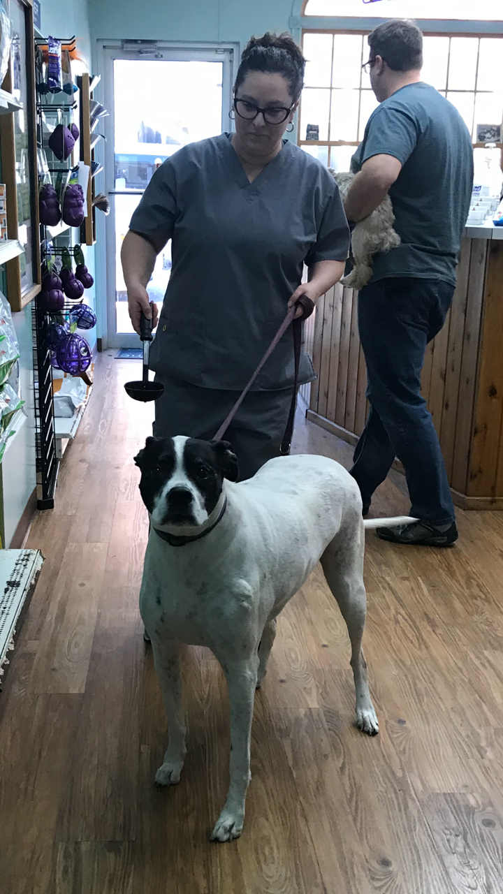 Groveport Canal Animal Hospital | 649 Main St, Groveport, OH 43125, USA | Phone: (614) 836-3222