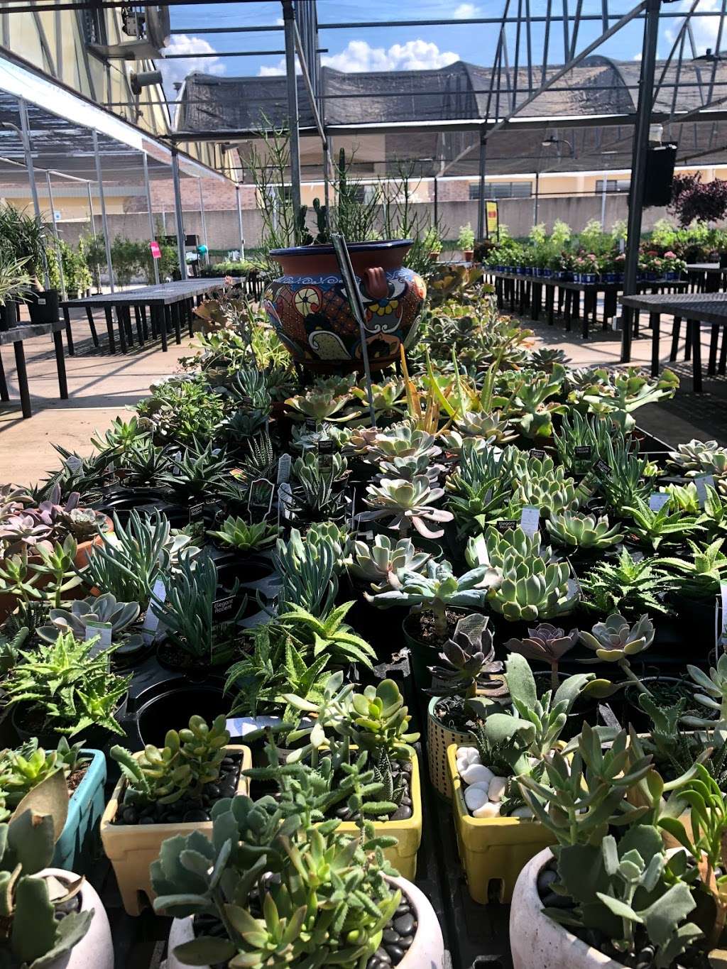 Calloways Nursery | 2100 N Plano Rd, Richardson, TX 75082, USA | Phone: (972) 644-0144