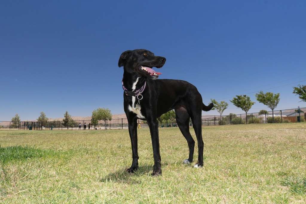 Civic Center Dog Park | 14999 Dale Evans Pkwy, Apple Valley, CA 92307 | Phone: (760) 240-7000