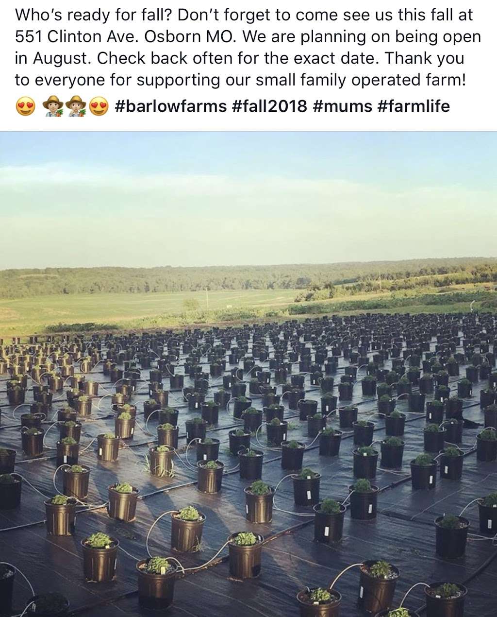 Barlow Farms LLC - Mums, Pumpkins & Gourds | 551 Clinton St, Osborn, MO 64474, USA | Phone: (816) 449-8082